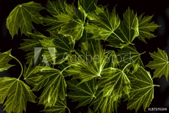 Bild på Spring maple leaves on black background - art photo